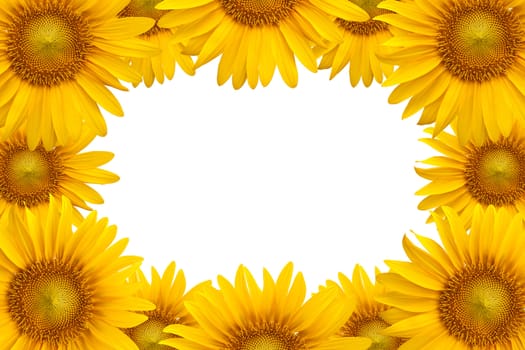 Sunflower background