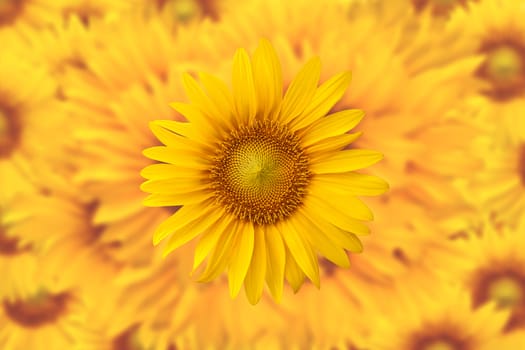 Sunflower background