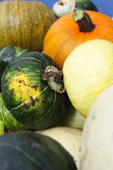 Close-up background image of a variety of organic heirloom winter squashes, including pumpkins, in a blue wheelbarrow.