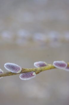 pussy willow branches - close-up on silver grey