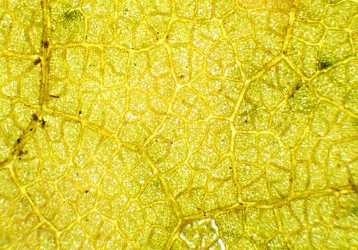 Linden leaf under the microscope, background. (Tilia)
