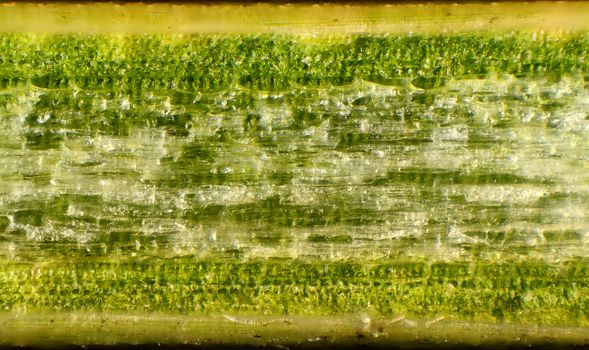 Pine needles under the microscope, background. (Pinus)
