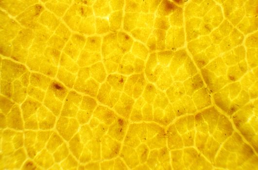 oak leaf under the microscope, background. (Quercus)
