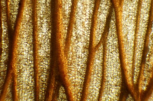 crocus under the microscope, background. (crocus)
