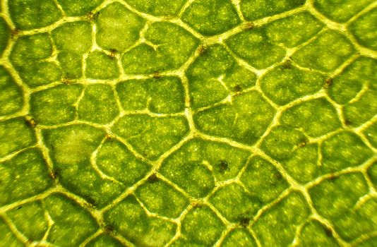 Birch leaf under the microscope, background. (Betula)
