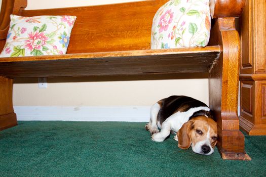 A beagle dog is very tired and lays under a church pew at a wedding location.