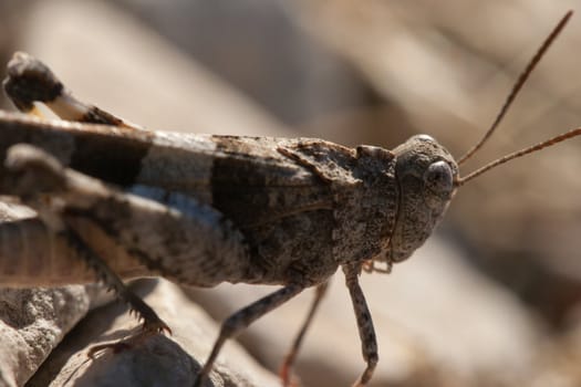 Brown locust close up full body side view (Oedipoda carulescens)