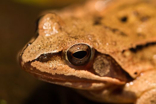 Close-up from a yellow frog's eye