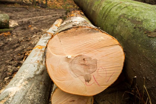 year rings of harvested wood