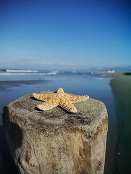 starfish on a beach during vacation