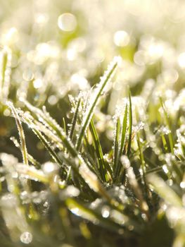 grass frost outside at a cold day