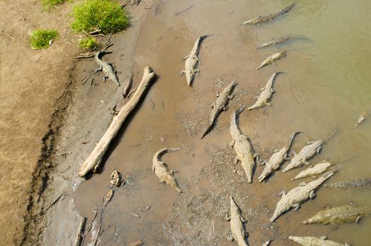 Crocodiles resting under the sun in Tarcoles river, Costa Rica