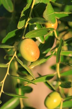 an olive branch with ripe olives - symbol of health and peace