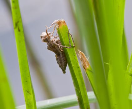 dragonfly Waterfront