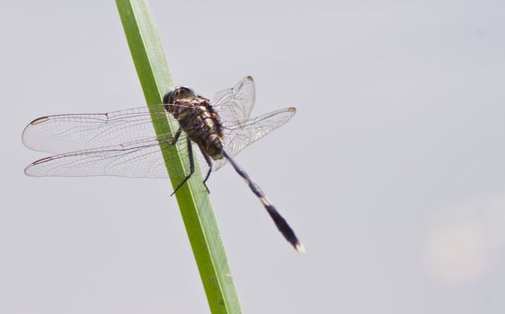 dragonfly Waterfront