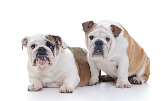 Two English Bulldog Dogs looking at camera, eye contact, over white