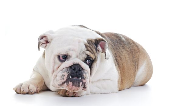 English Bulldog laying and looking off camera, over white background