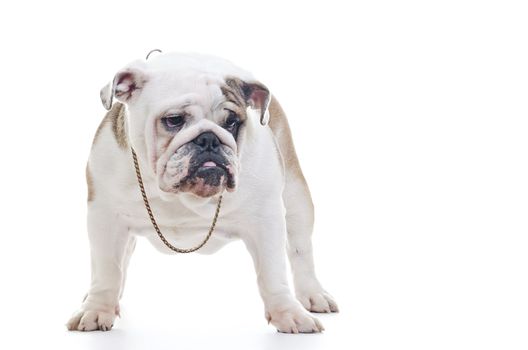 English Bulldog wearing neckleace standing and looking off camera, over white background