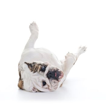 English bulldog rolling over floor, laying upside down, high key