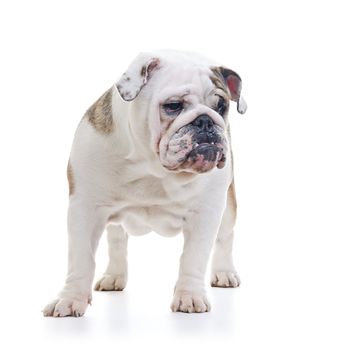 English Bulldog standing and looking off camera, over white background