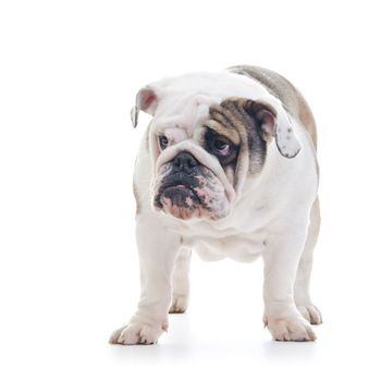 English Bulldog standing and looking off camera, over white background