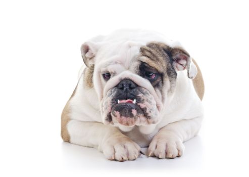 English Bulldog laying and looking off camera, over white background