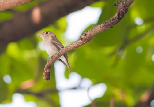 A beautiful  bird on a bright sunny summer day