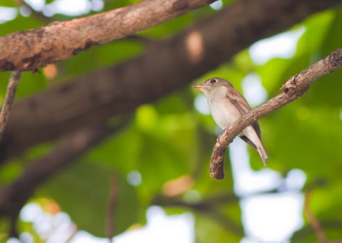 A beautiful  bird on a bright sunny summer day