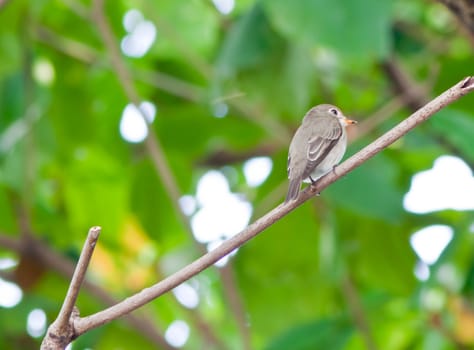 A beautiful  bird on a bright sunny summer day