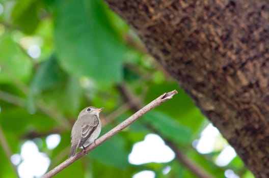 A beautiful  bird on a bright sunny summer day