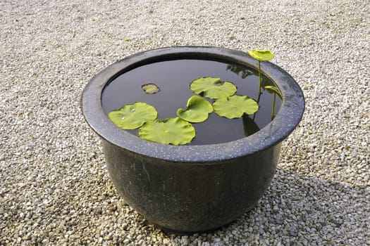 traditional Japanese zen scenery with big water bowl with lotus plant inside
