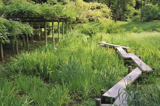 wooden pathway on green grass meadow inside famous Korakuen park in Tokyo, Japan