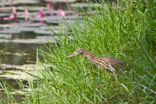 great heron in nature with water around. Waiting to fish