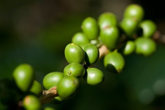 Coffee beans on plant