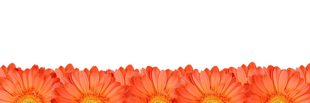 Gerbera flower create a frame on white background