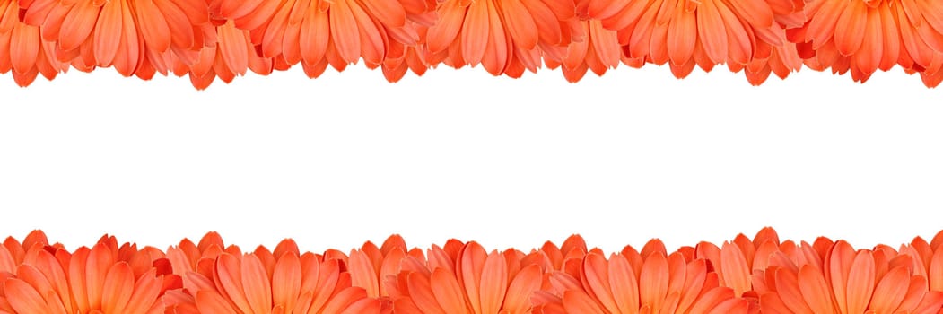 Gerbera flower create a frame on white background