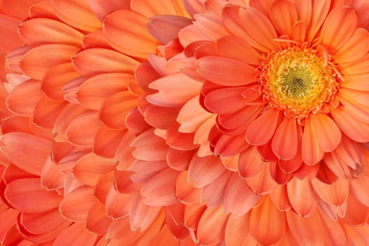 Beautiful daisy gerbera flowers
