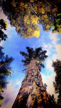 Canopy of a forest