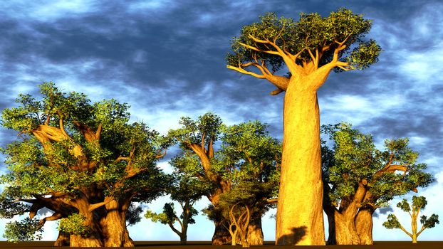 African baobabs