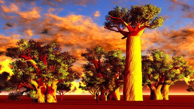 African baobabs