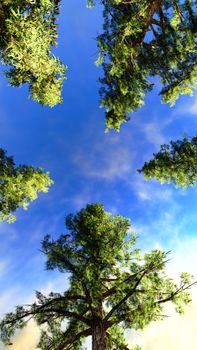 Canopy of a forest