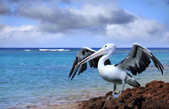 The pelican on a tree trunk with a storm brewing