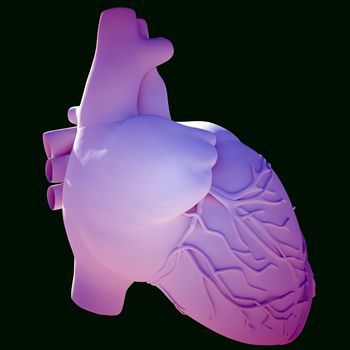 Model of human heart