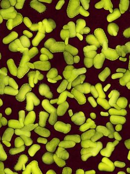 Colony of dangerous bacteria