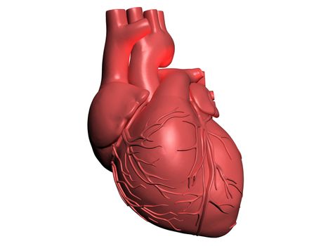 Model of human heart