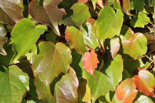 Close up of autumn ivy leaves