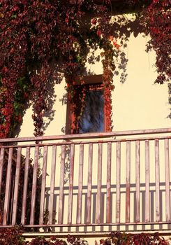 Window of a ivied house in autumn