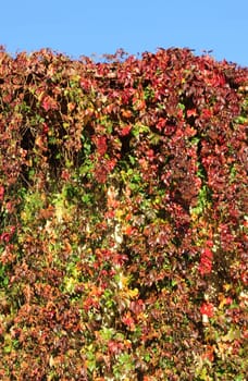 Close up of autumn ivy leaves on the backgroud of blue sky