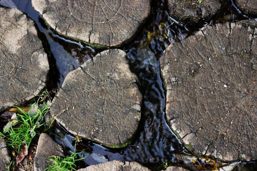 Tree trunk in the water