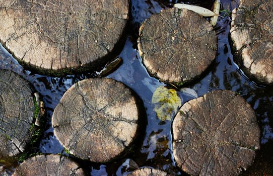 Tree trunk in the water